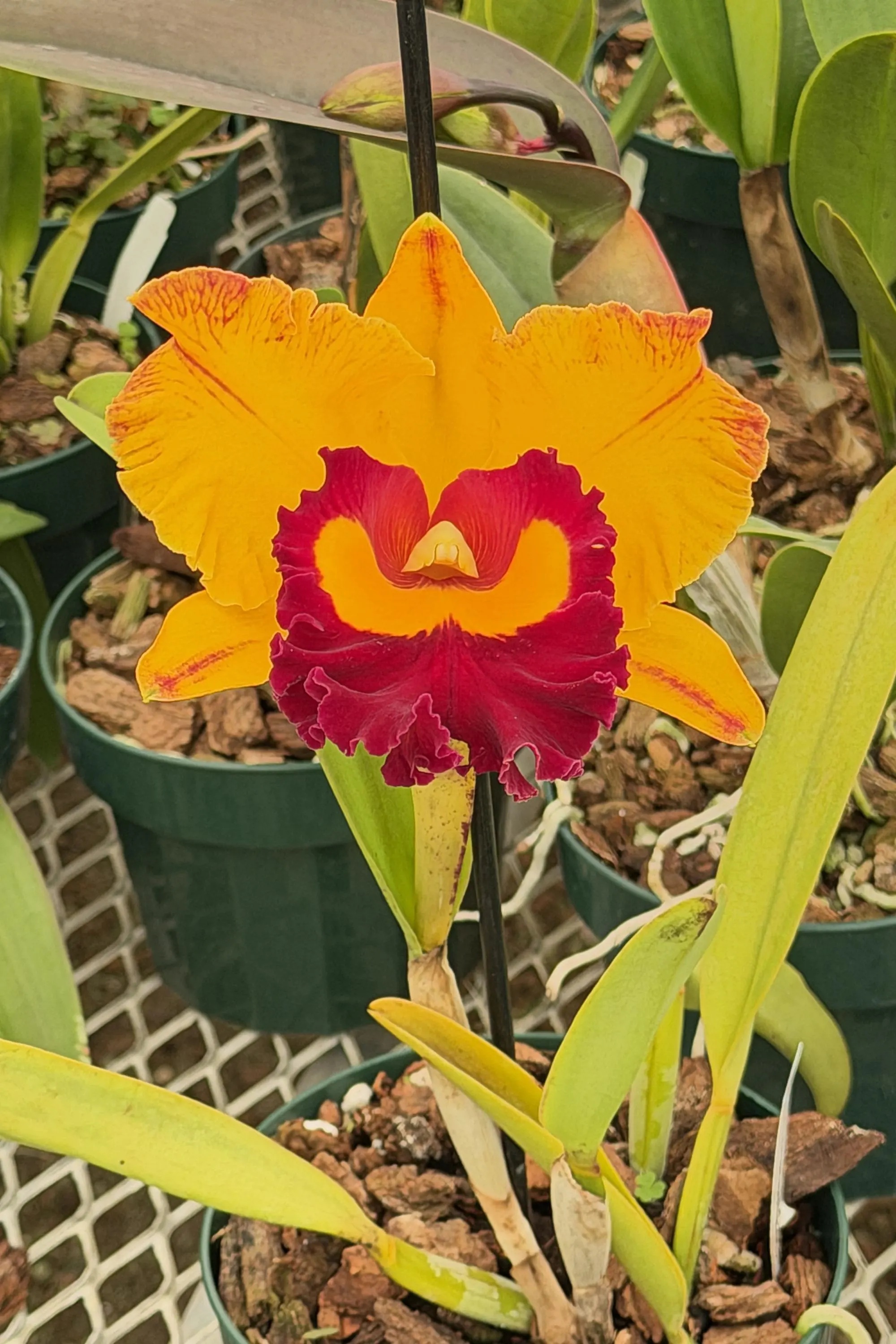 Rlc. Chief Monkey - Image 4