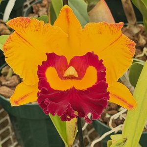 Rlc. Chief Monkey