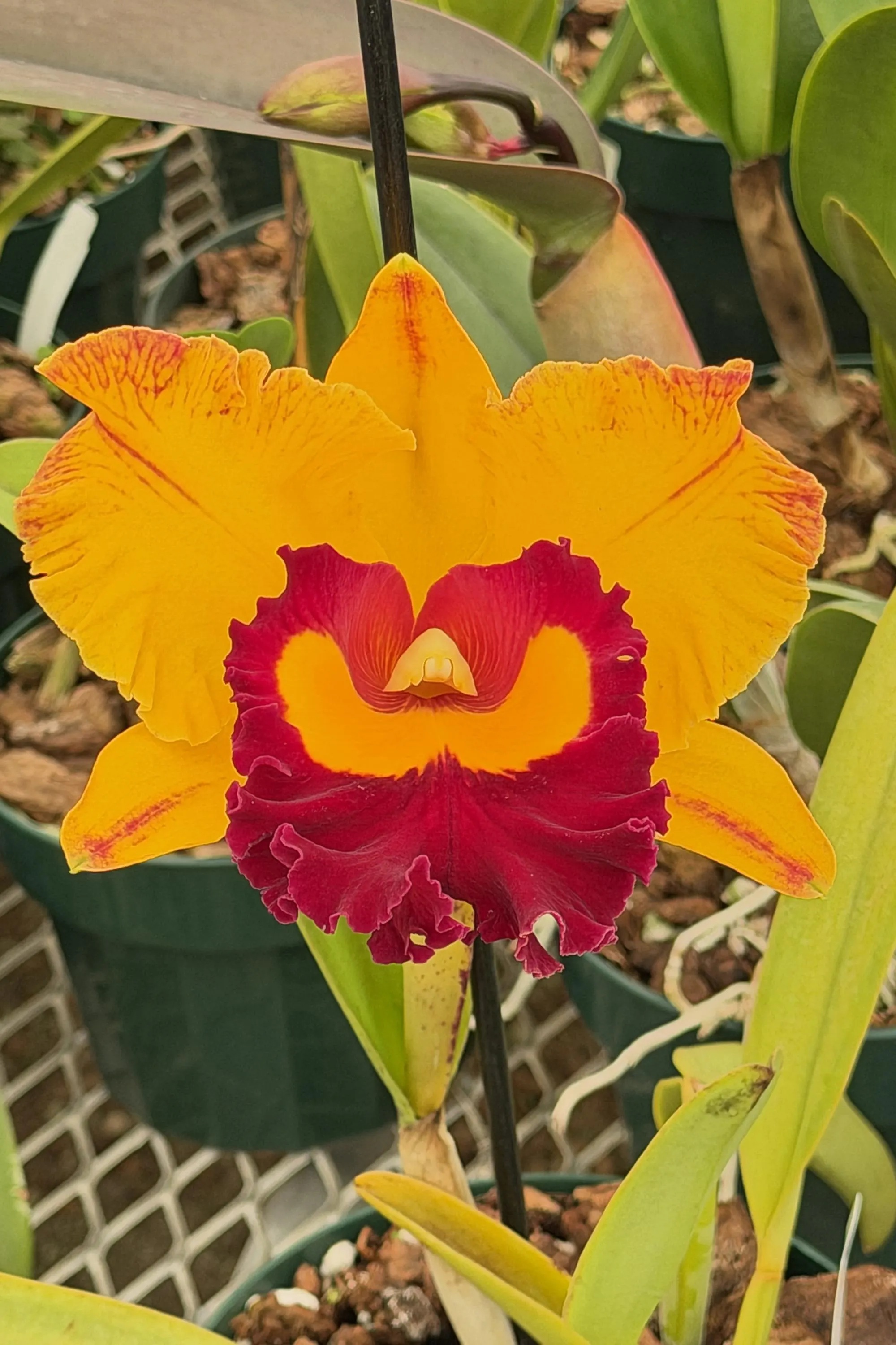 Rlc. Chief Monkey