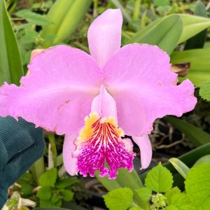 Cattleya lueddemanniana ~ super fragrant.