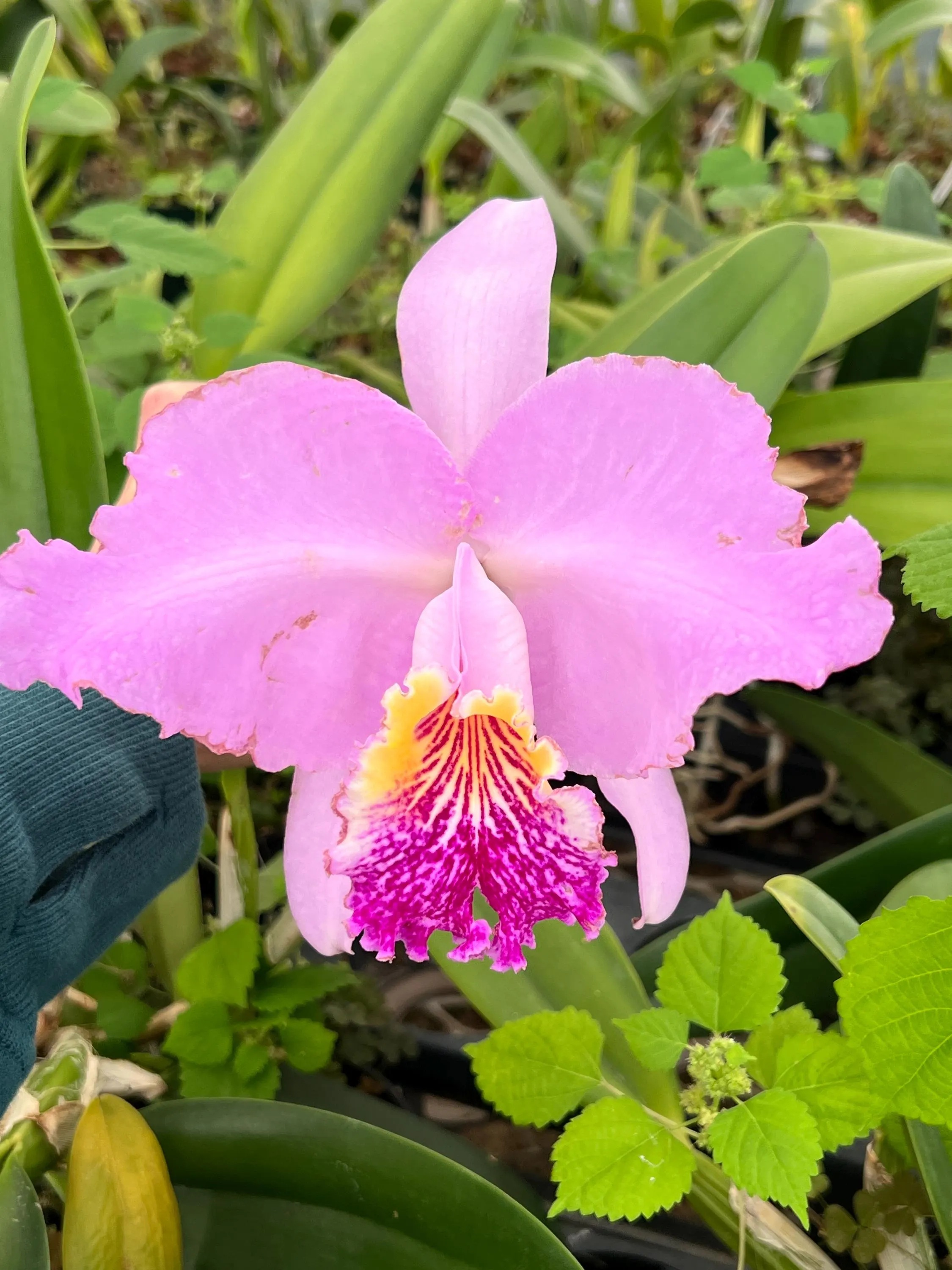 Cattleya lueddemanniana ~ super fragrant.