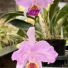 Cattleya lueddemanniana ~ super fragrant. - Image 3