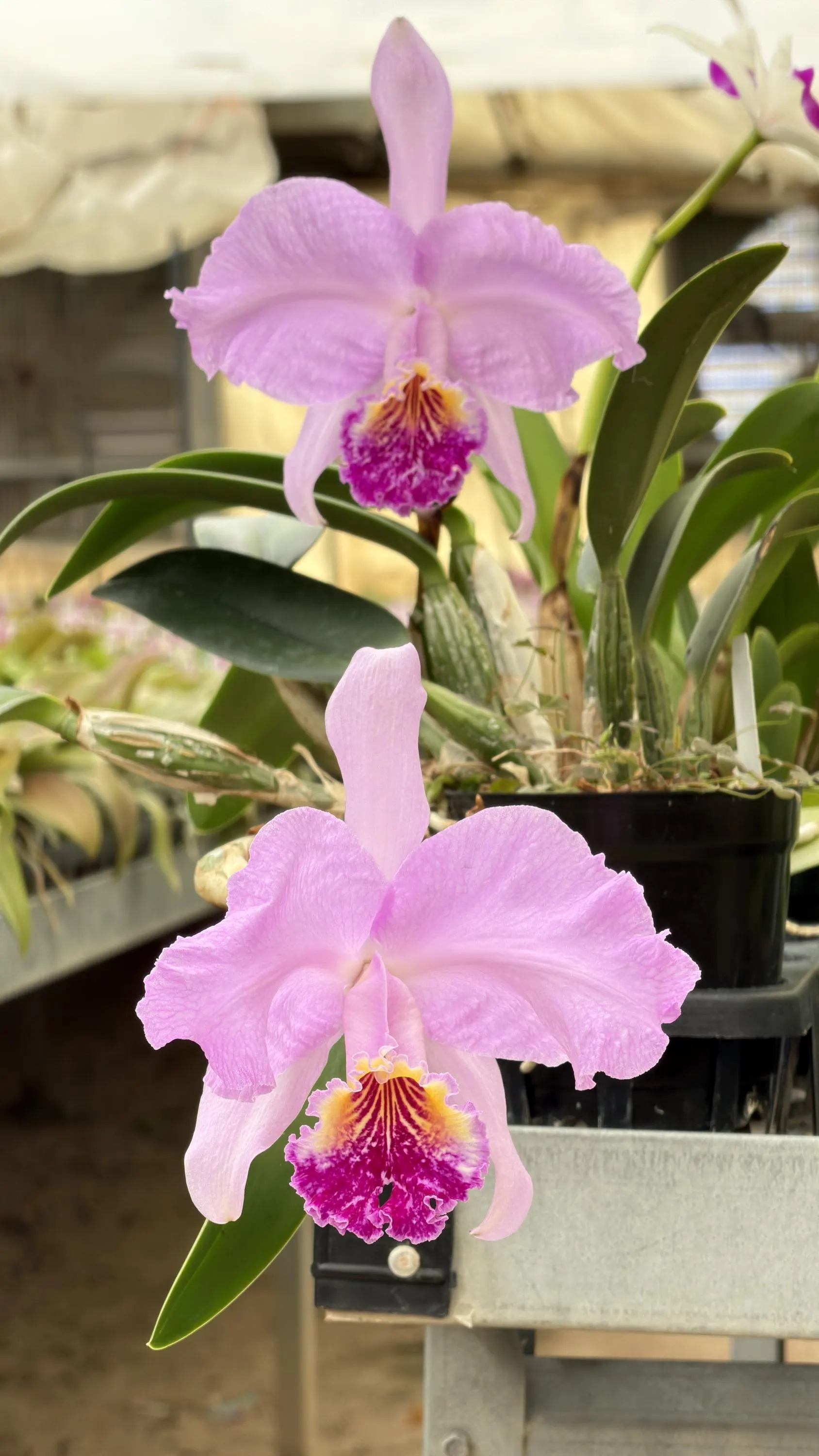Cattleya lueddemanniana ~ super fragrant. - Image 3