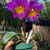 Rlc. Chunfong Red - Image 3