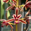 Cymbidium simulans