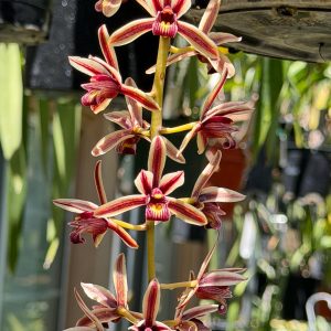 Alternative view of Cymbidium simulans