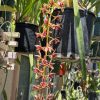 Cymbidium simulans - Image 5