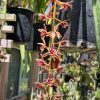 Cymbidium simulans - Image 4