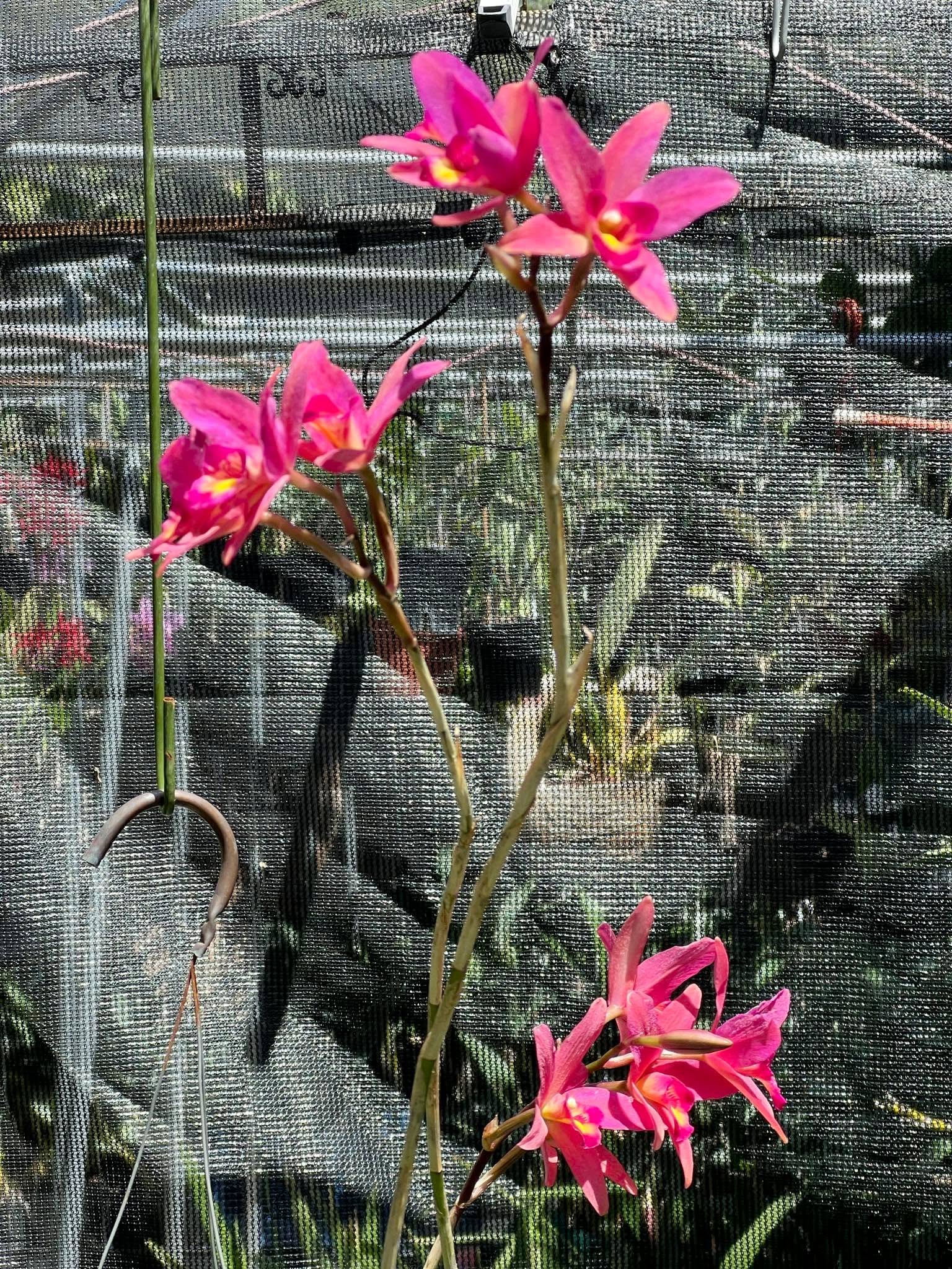 Sl. Dorothy Elliott ‘Highland’ - Image 6