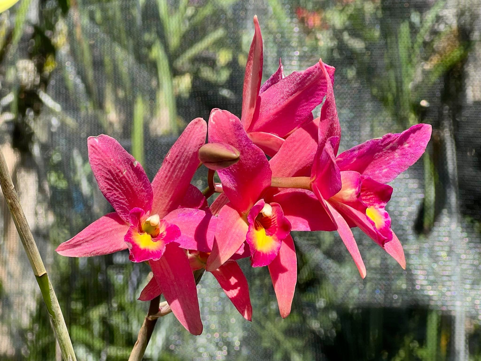Sl. Dorothy Elliott ‘Highland’ - Image 3