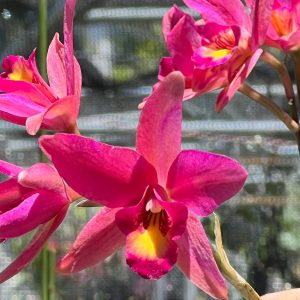 Sl. Dorothy Elliott ‘Highland’