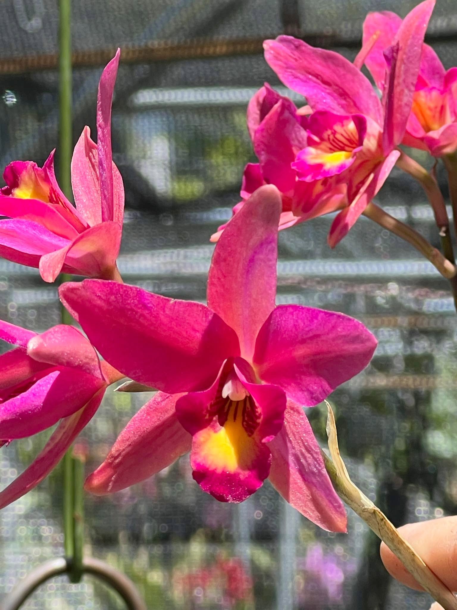 Sl. Dorothy Elliott ‘Highland’