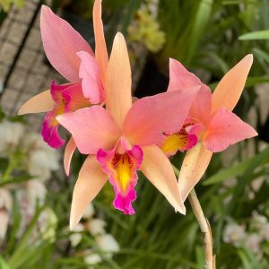 Alternative view of Lc. Santa Barbara Sunset 'Showtime' HCC/AOS