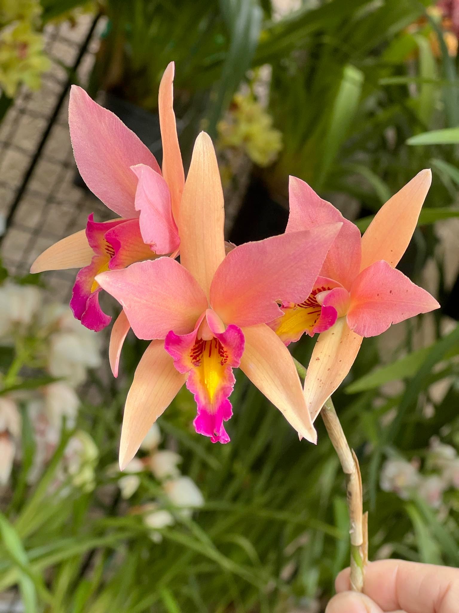 Lc. Santa Barbara Sunset 'Showtime' HCC/AOS - Image 2