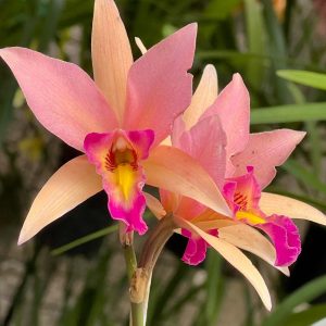 Lc. Santa Barbara Sunset 'Showtime' HCC/AOS