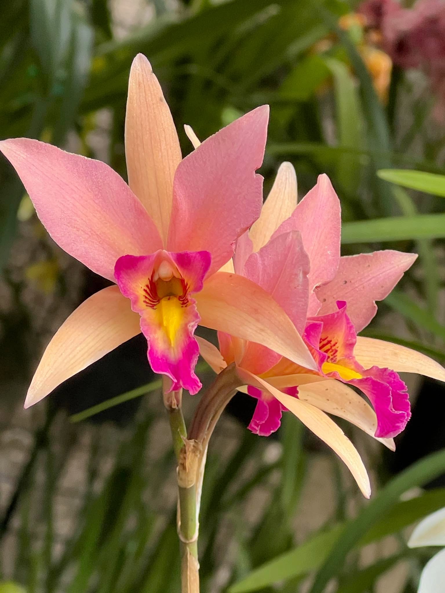 Lc. Santa Barbara Sunset 'Showtime' HCC/AOS