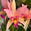 Lc. Santa Barbara Sunset 'Showtime' HCC/AOS - Image 4