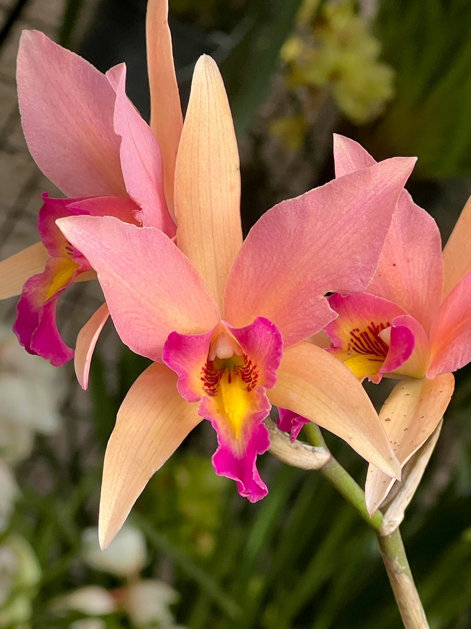 Lc. Santa Barbara Sunset 'Showtime' HCC/AOS - Image 4