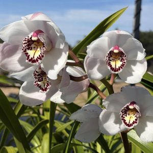 Alternative view of Cymbidium (Platinum Blond x Kulnura Star) ‘Upright’