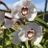 Cymbidium (Platinum Blond x Kulnura Star) ‘Upright’ - Image 3
