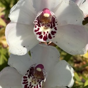 Cymbidium (Platinum Blond x Kulnura Star) ‘Upright’