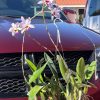 Laelia anceps (Pop x Helen) - Image 2