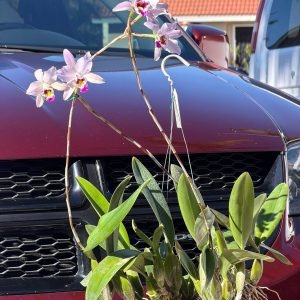 Alternative view of Laelia anceps (Pop x Helen)