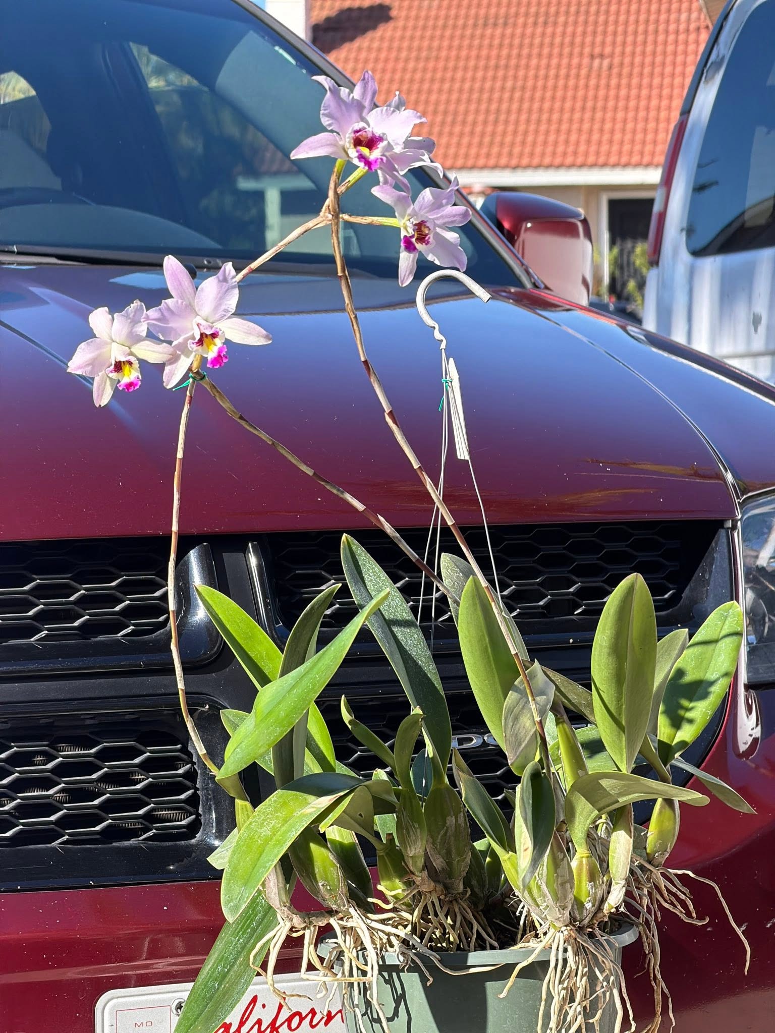 Laelia anceps (Pop x Helen) - Image 2