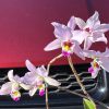 Laelia anceps (Pop x Helen) - Image 3