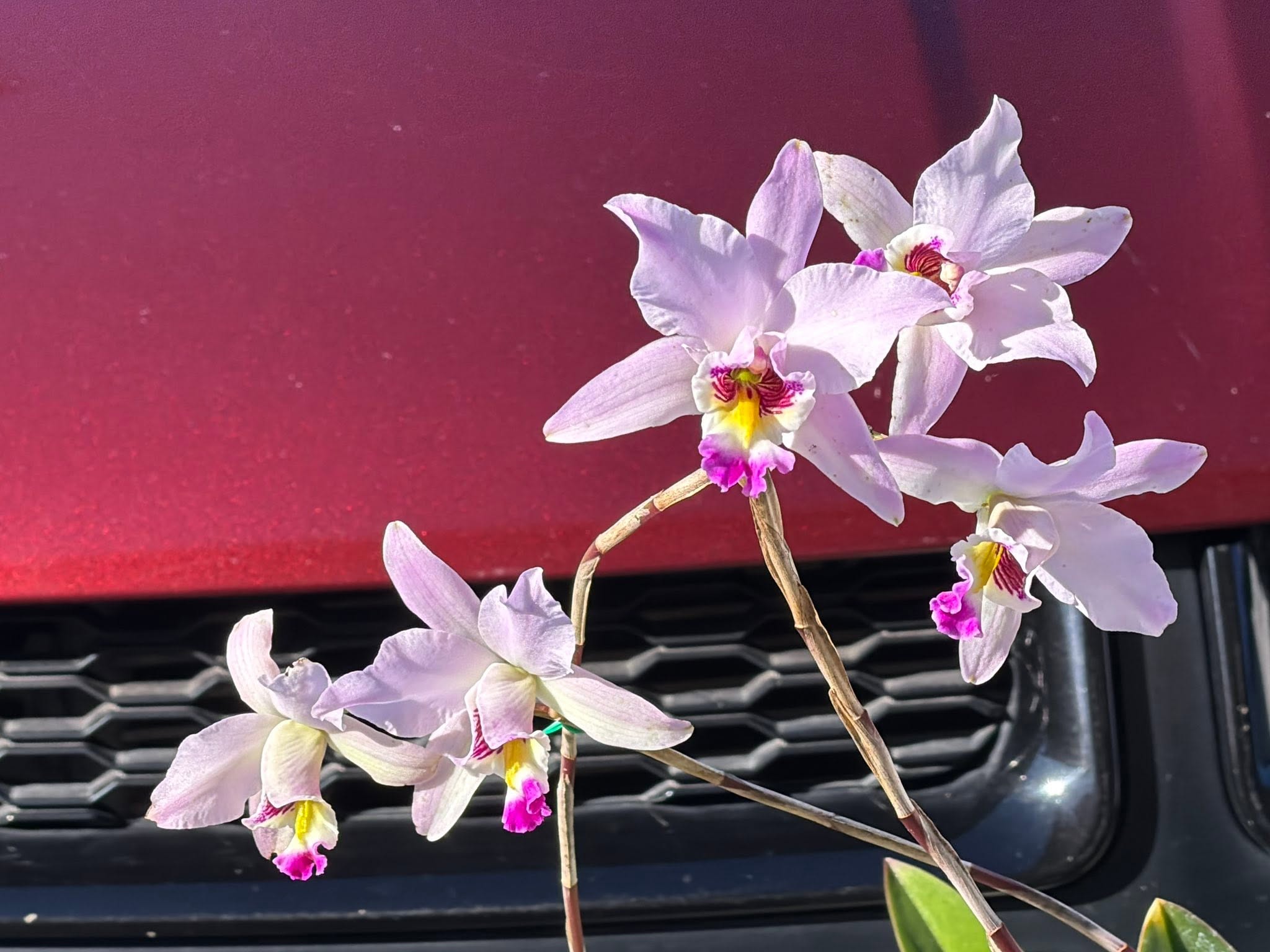 Laelia anceps (Pop x Helen) - Image 3