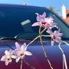 Laelia anceps (Pop x Helen) - Image 4