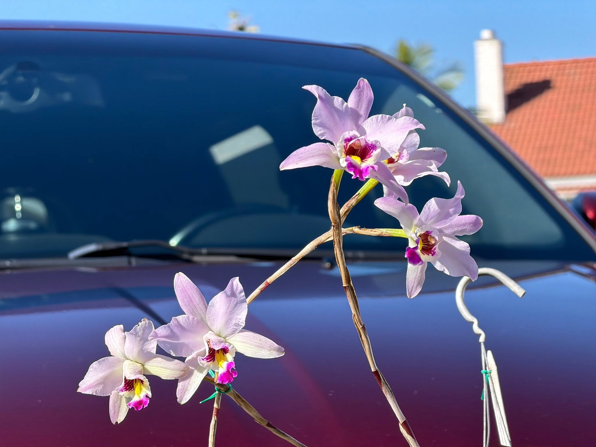 Laelia anceps (Pop x Helen) - Image 4