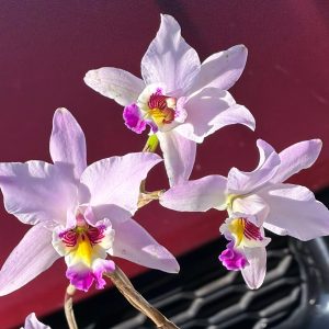 Laelia anceps (Pop x Helen)