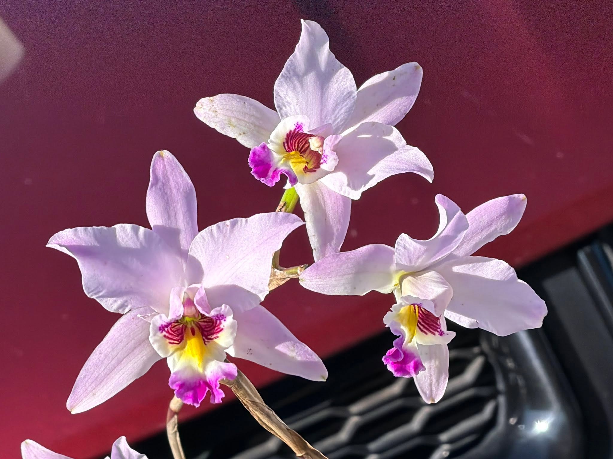 Laelia anceps (Pop x Helen)