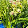 Cymbidium Barrita Quiver ‘Lime Green’ - Image 6