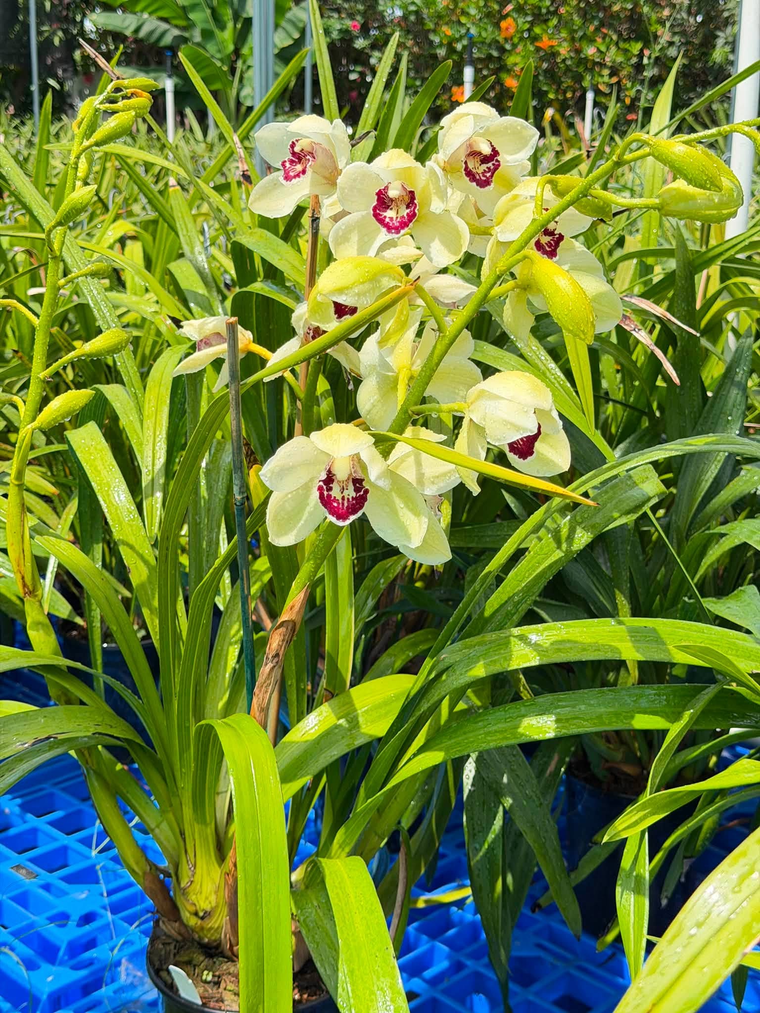 Cymbidium Barrita Quiver ‘Lime Green’ - Image 6