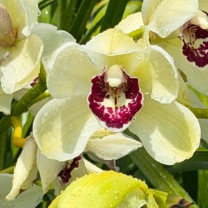 Cymbidium Barrita Quiver ‘Lime Green’