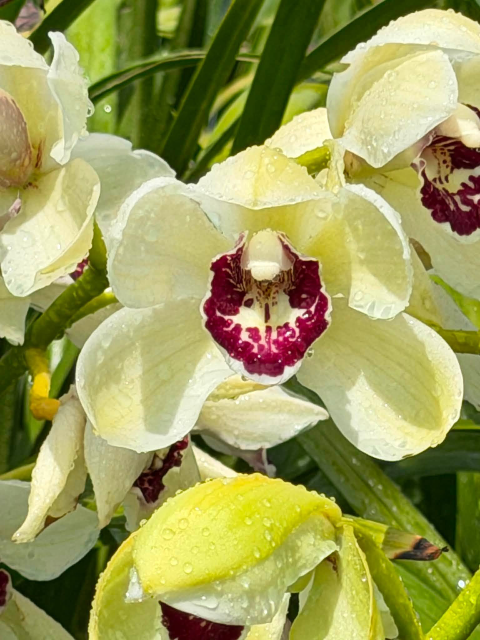 Cymbidium Barrita Quiver ‘Lime Green’