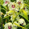 Cymbidium Barrita Quiver ‘Lime Green’ - Image 4