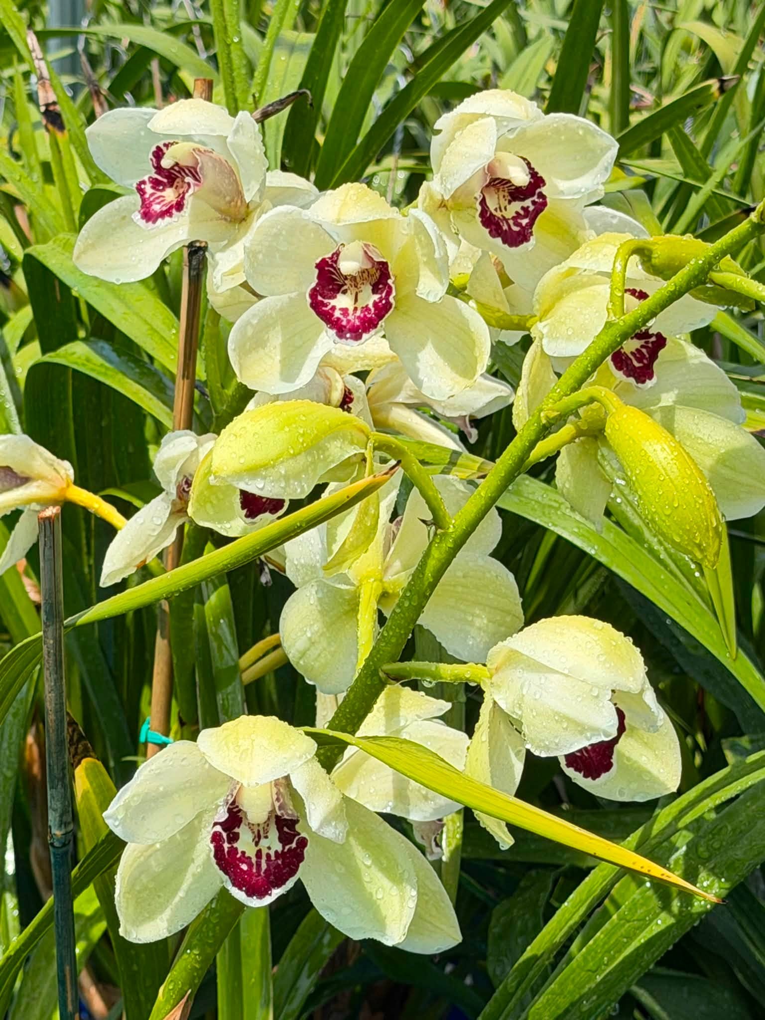 Cymbidium Barrita Quiver ‘Lime Green’ - Image 4