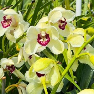 Alternative view of Cymbidium Barrita Quiver ‘Lime Green’