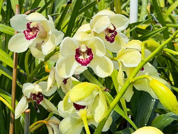 Cymbidium Barrita Quiver ‘Lime Green’ - Image 2