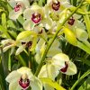 Cymbidium Barrita Quiver ‘Lime Green’ - Image 3