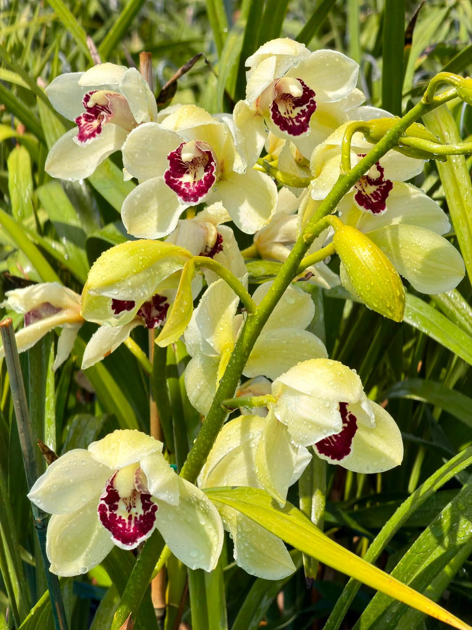 Cymbidium Barrita Quiver ‘Lime Green’ - Image 3